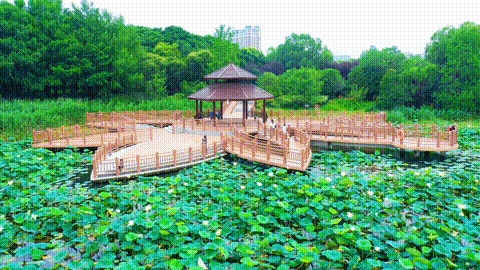 满池夏意浓,上海这些赏荷打卡地你知道吗?