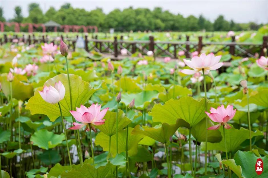 满池夏意浓,上海这些赏荷打卡地你知道吗?