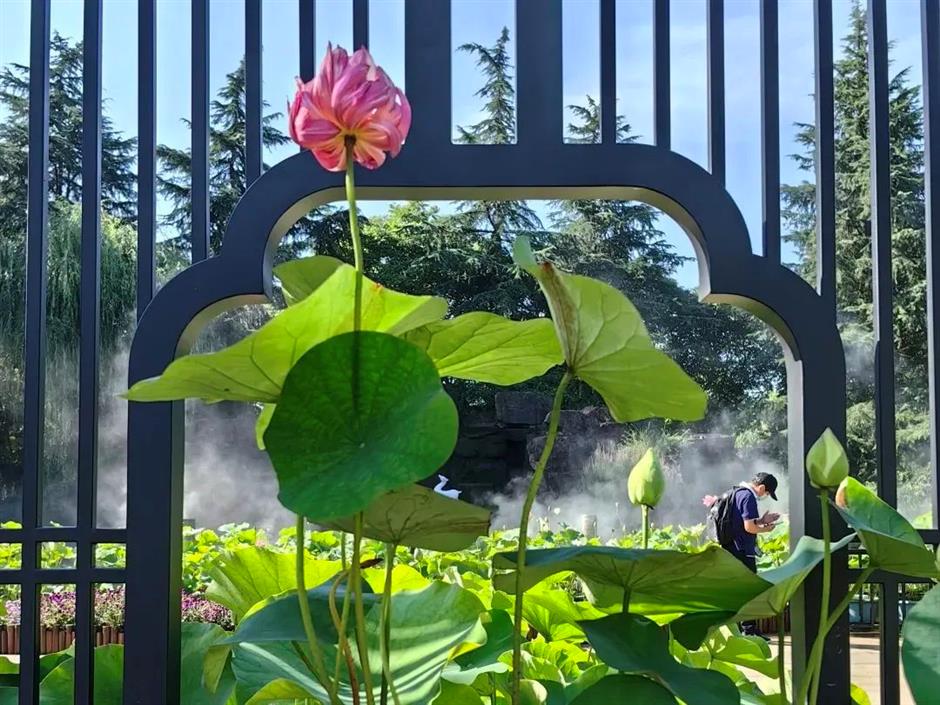 满池夏意浓,上海这些赏荷打卡地你知道吗?