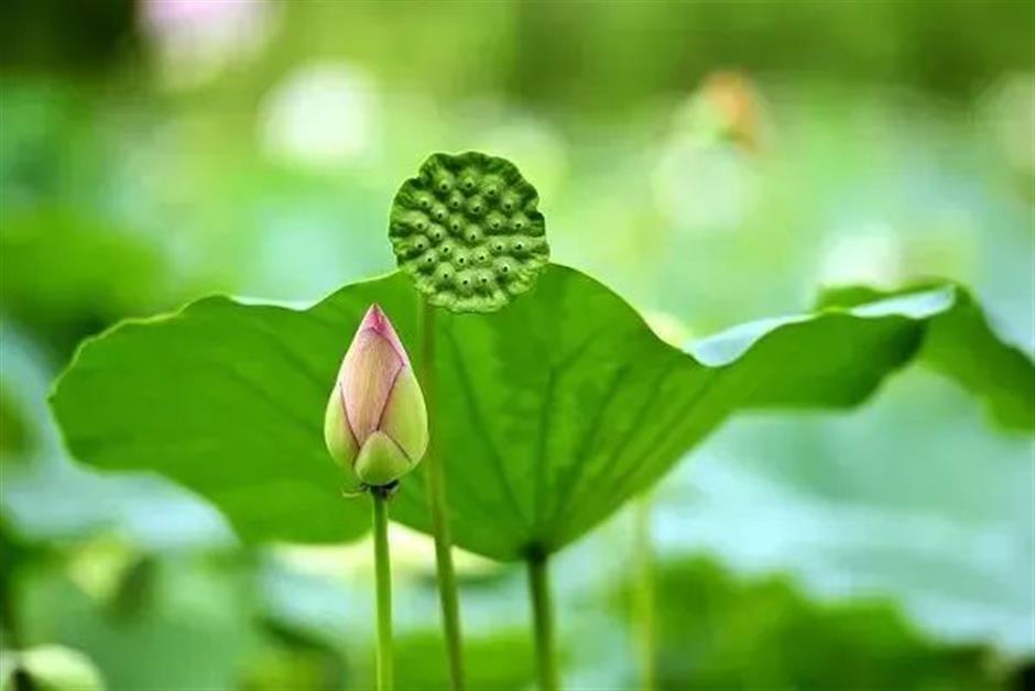 节气之美 | 倏忽温风至,因循小暑来