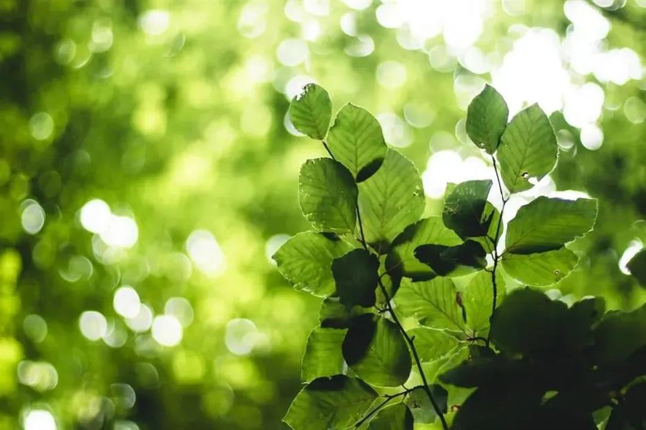 节气之美 | 倏忽温风至,因循小暑来