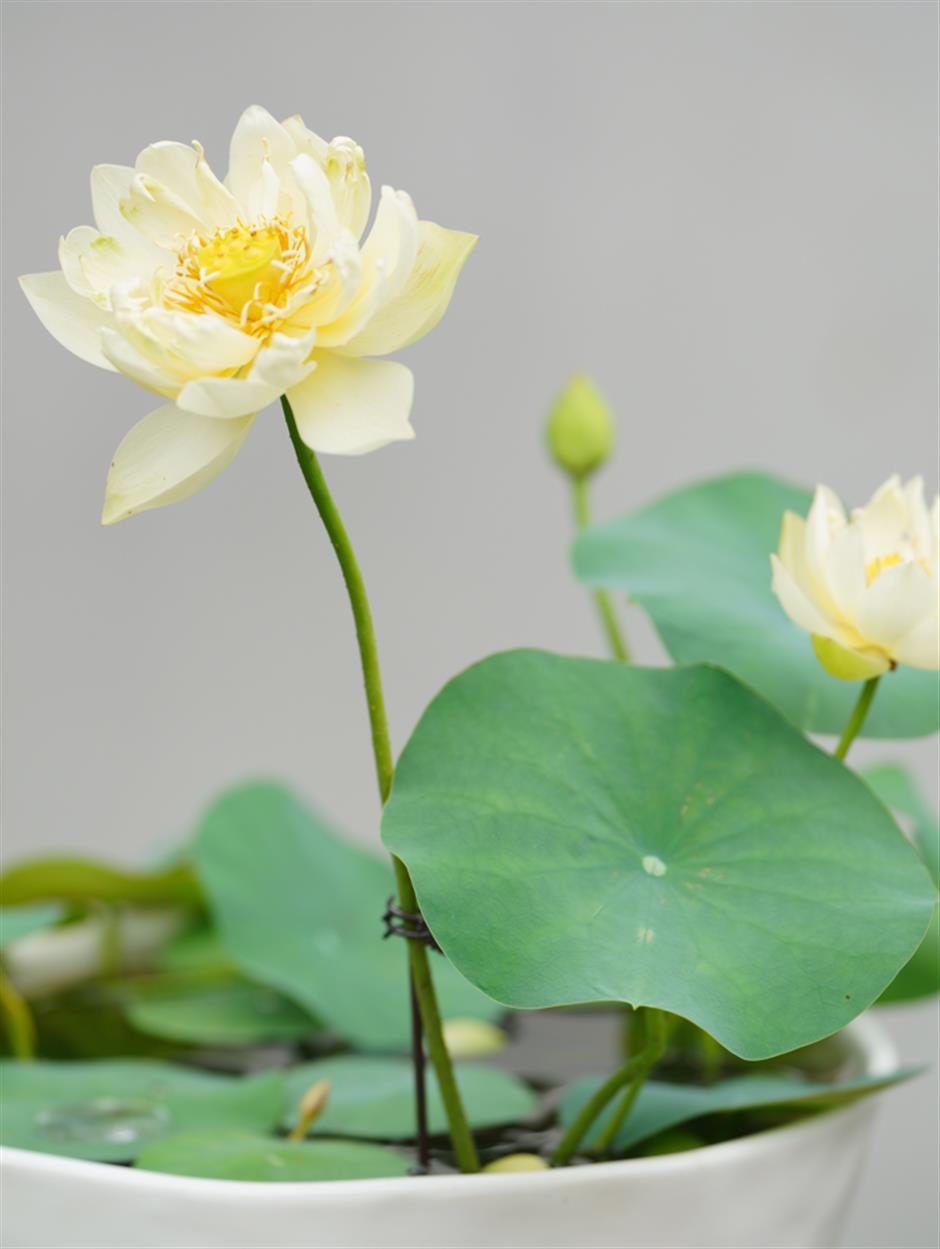 荷花盛花期