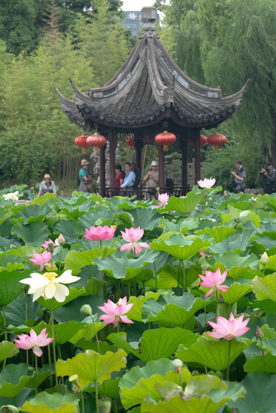 荷花盛花期