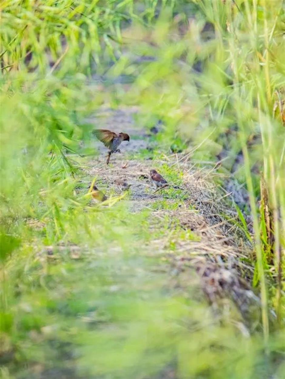 上海唯一的自然山林胜地,徐霞客都
