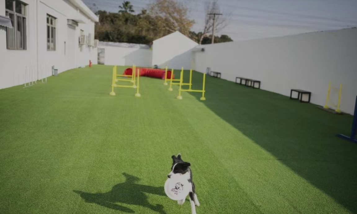 Explore Shanghai's petfriendly parks and venues City News Service