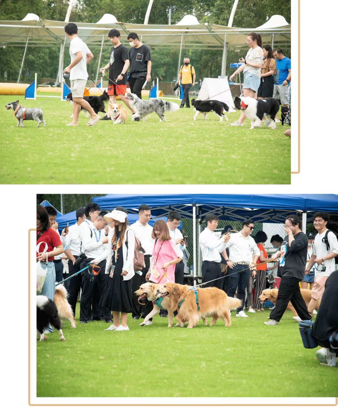explore-shanghai-s-pet-friendly-parks-and-venues-city-news-service