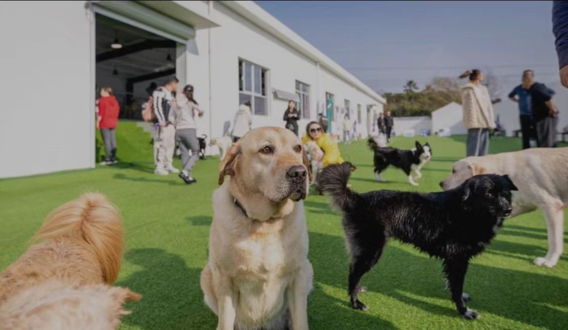 Explore Shanghai's petfriendly parks and venues City News Service