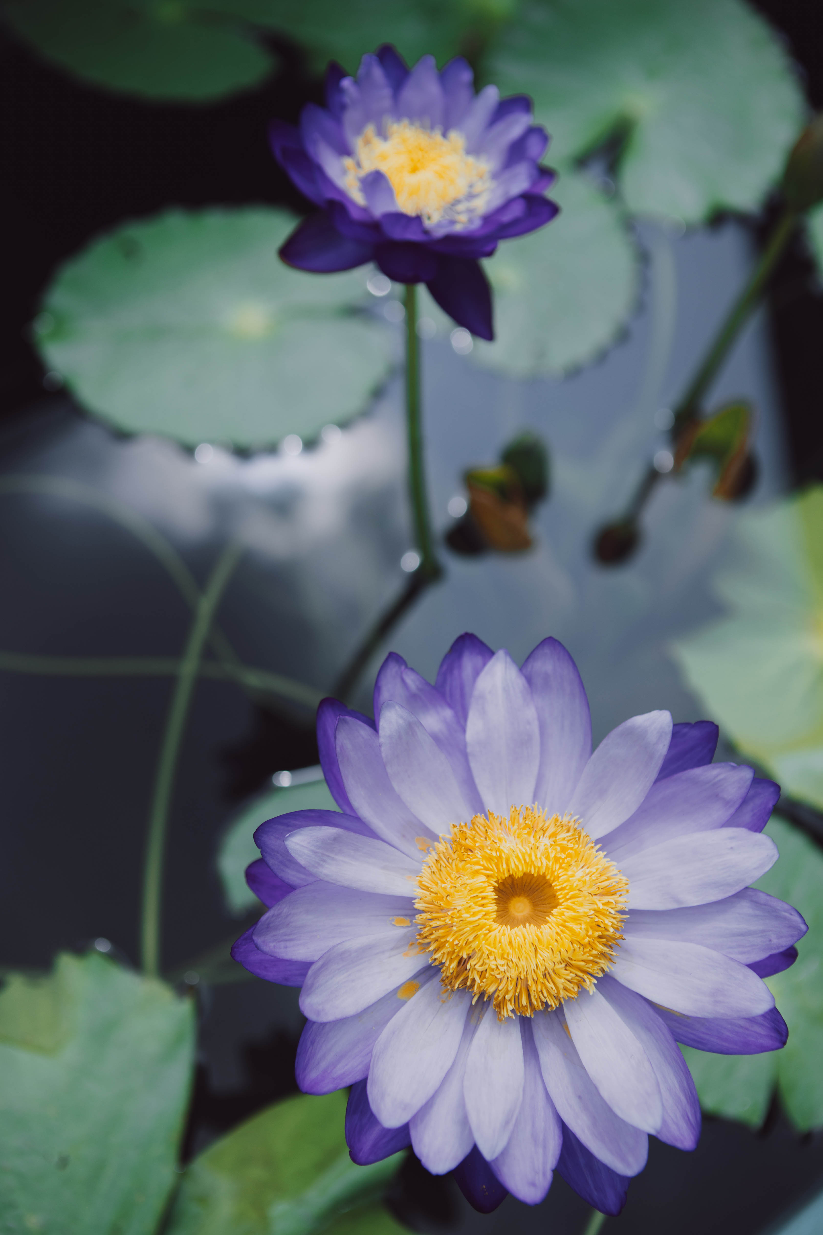 Variety of water lilies in full bloom at Songjiang exhibition SHINE News