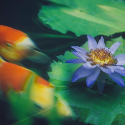 Variety of water lilies in full bloom at Songjiang exhibition