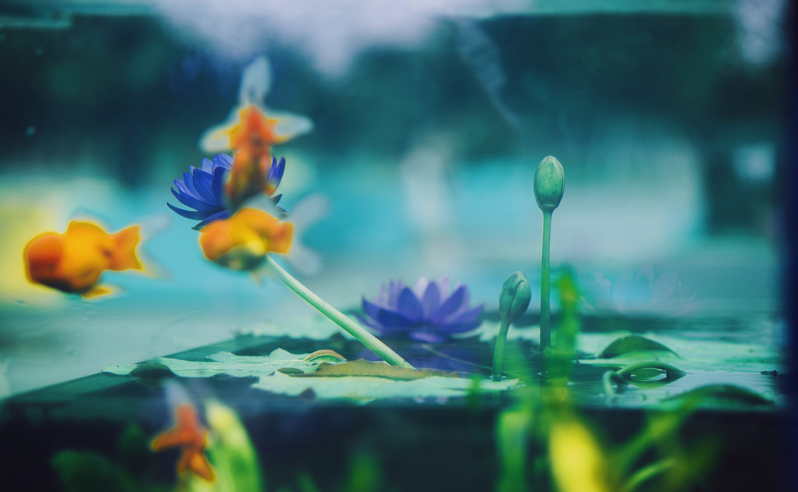 Variety of water lilies in full bloom at Songjiang exhibition SHINE News