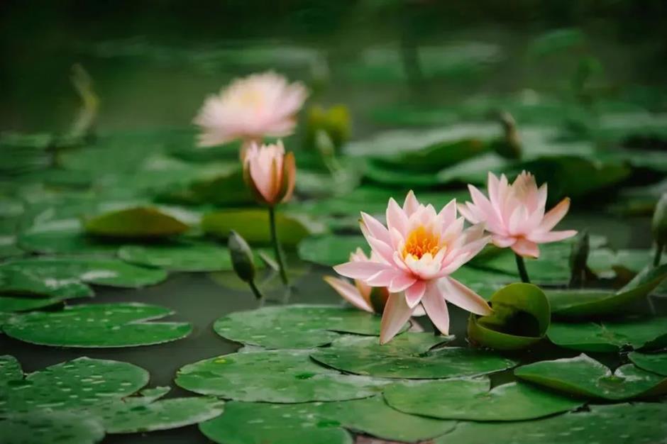 出片率100%!来这,解锁油画般的夏天