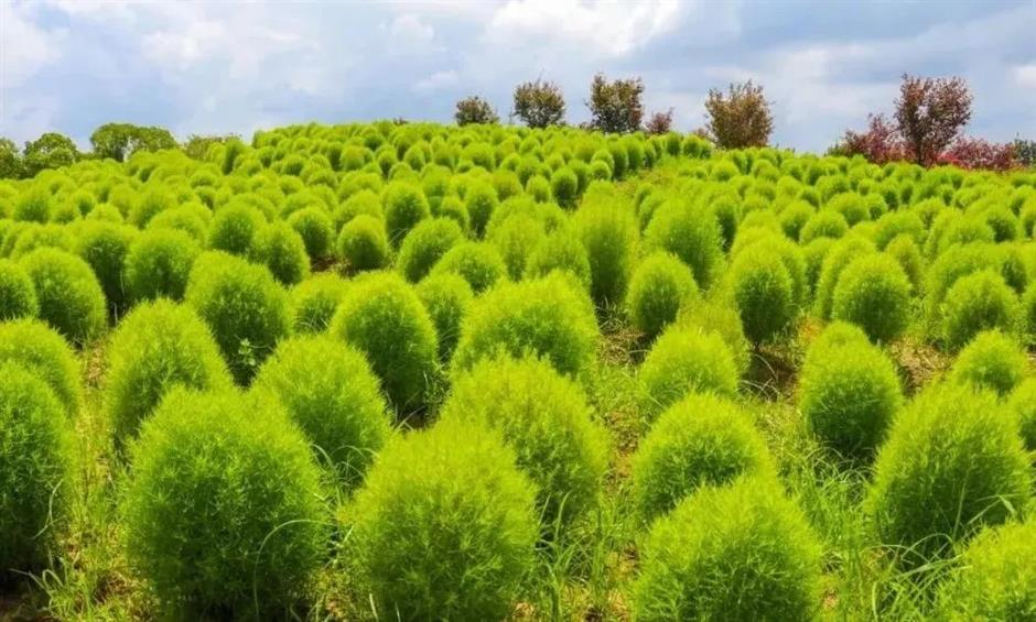 出片率100%!来这,解锁油画般的夏天