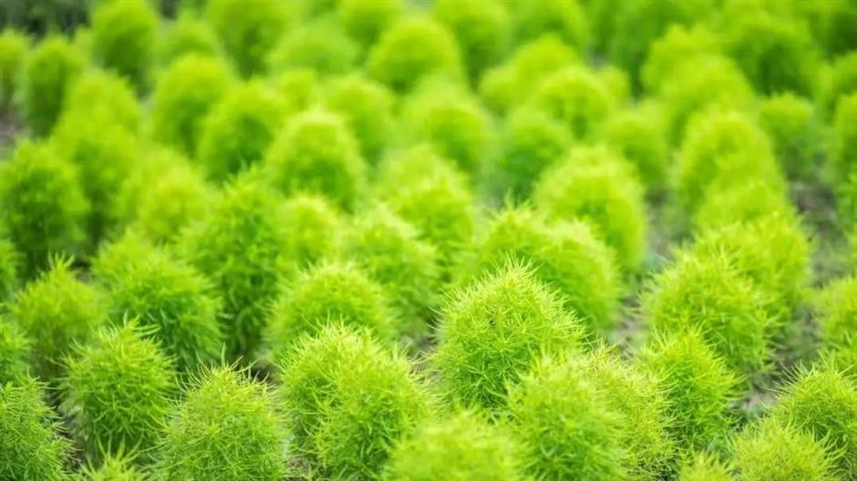 出片率100%!来这,解锁油画般的夏天