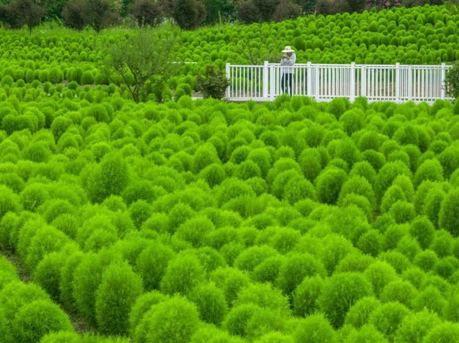 出片率100%!来这,解锁油画般的夏天