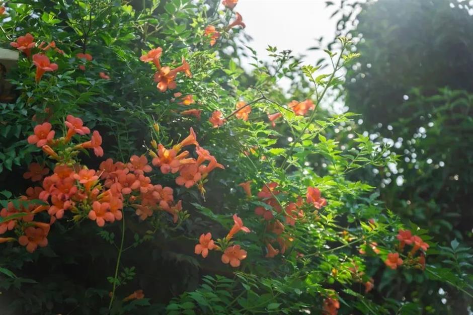 出片率100%!来这,解锁油画般的夏天