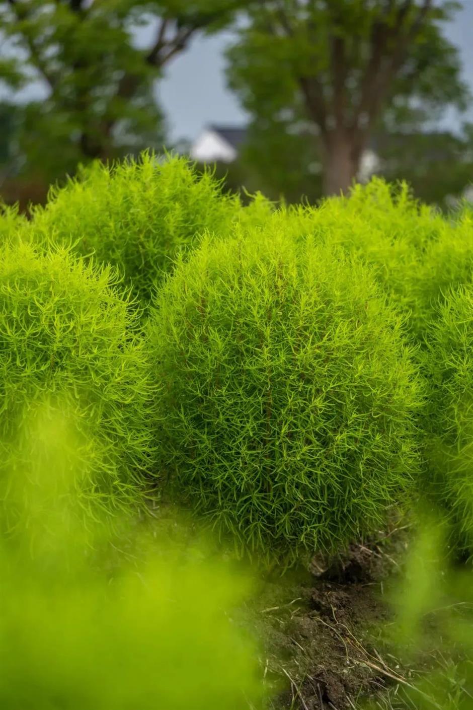 出片率100%!来这,解锁油画般的夏天
