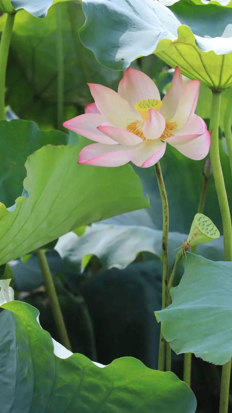 出片率100%!来这,解锁油画般的夏天