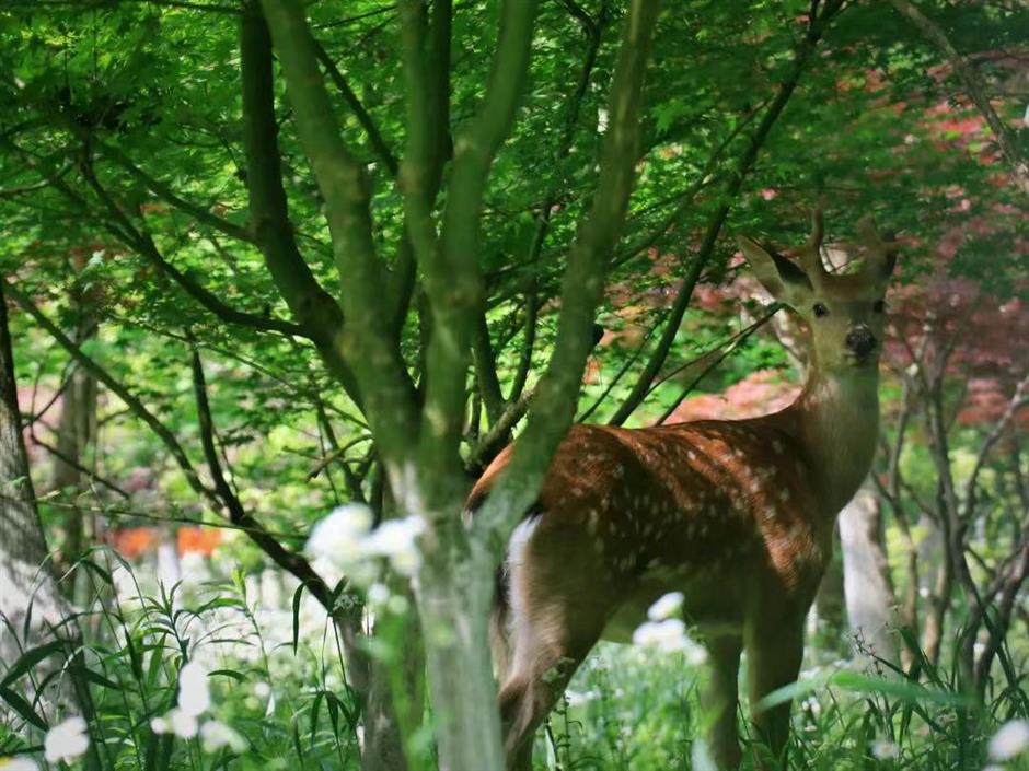暑期倒计时!去森林公园溜娃吧