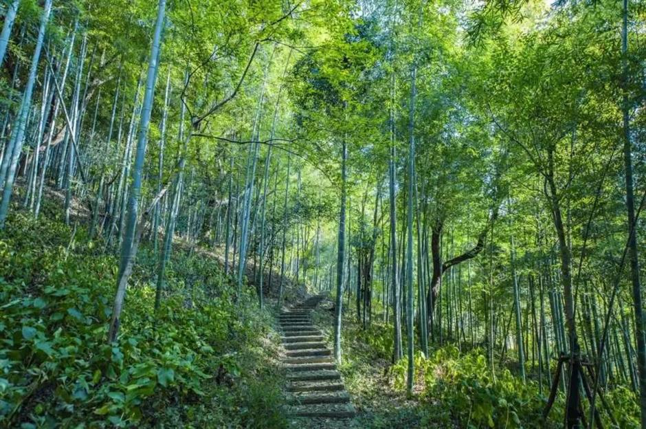 暑期倒计时!去森林公园溜娃吧