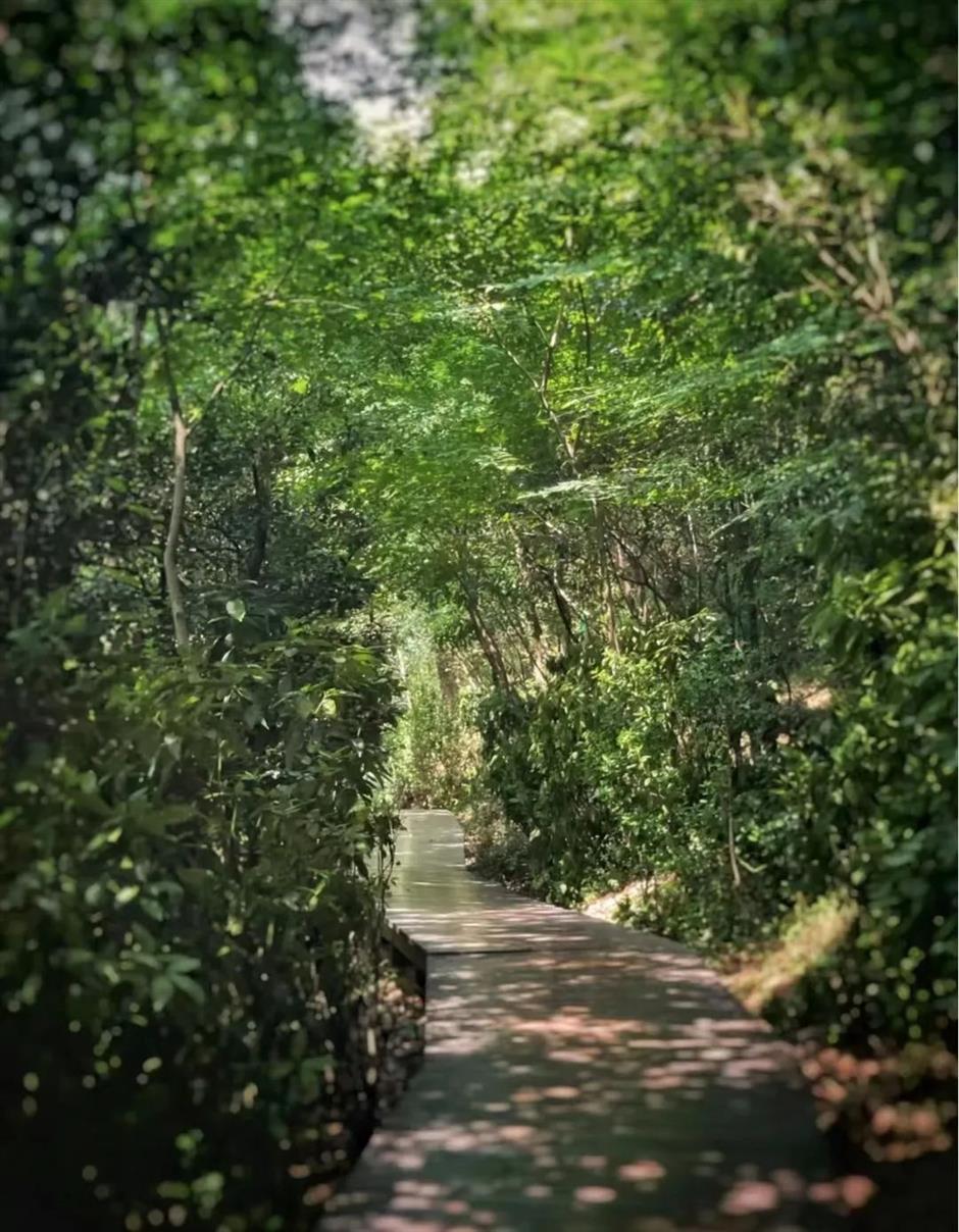 暑期倒计时!去森林公园溜娃吧