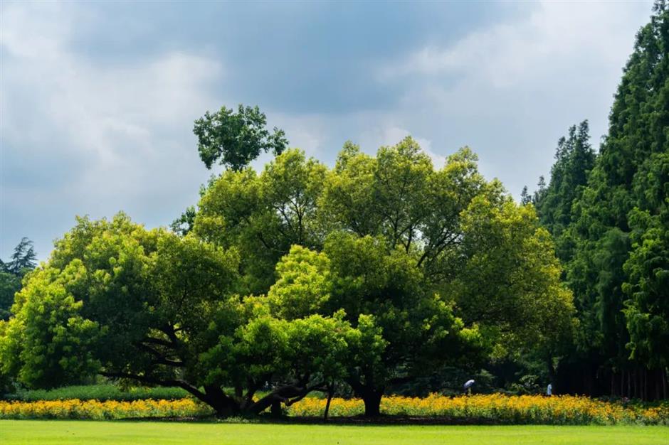 暑期倒计时!去森林公园溜娃吧