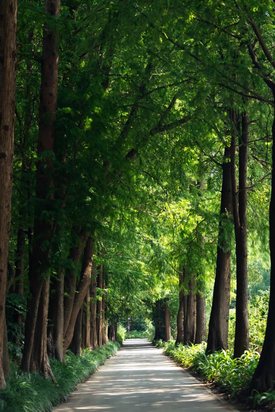 暑期倒计时!去森林公园溜娃吧