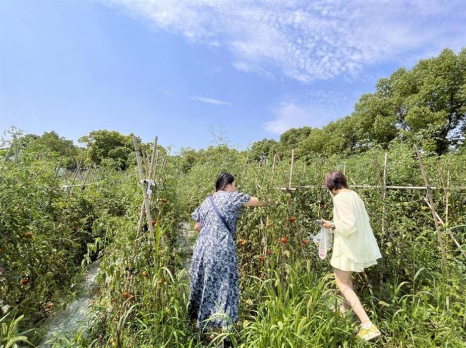 美麗鄉野的安逸生活,浦東民宿各有特色