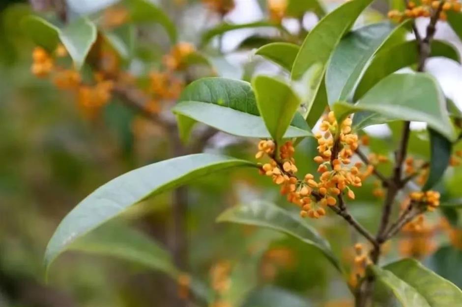 看展、游园、逛古镇……来场有趣的秋游吧