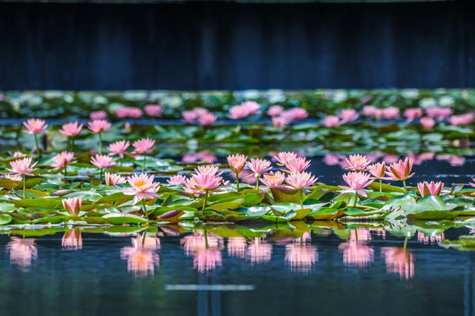 上海旅游节 | 70家景点门票限时半价,优惠名单来了
