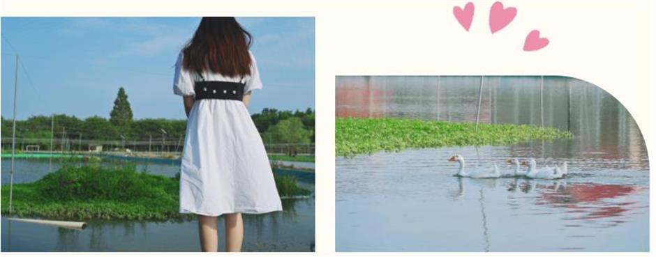 瓜果飄香、螃蟹肥美、晚霞絢爛……去滬郊感受慢生活!