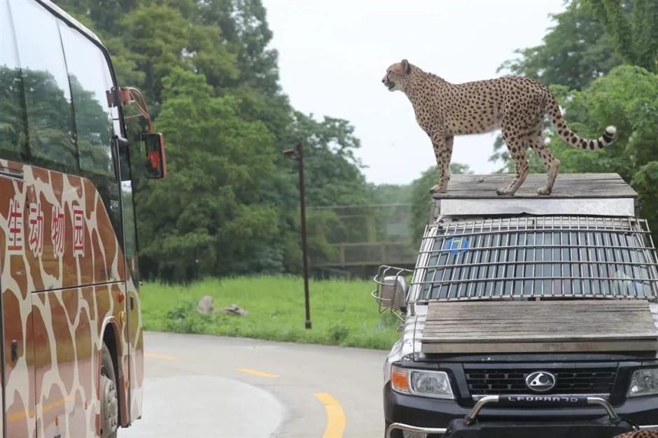 上海野生動物園