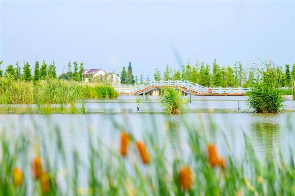 乐游上海·国庆|郊野新城兜一兜,集齐诗意和乡愁