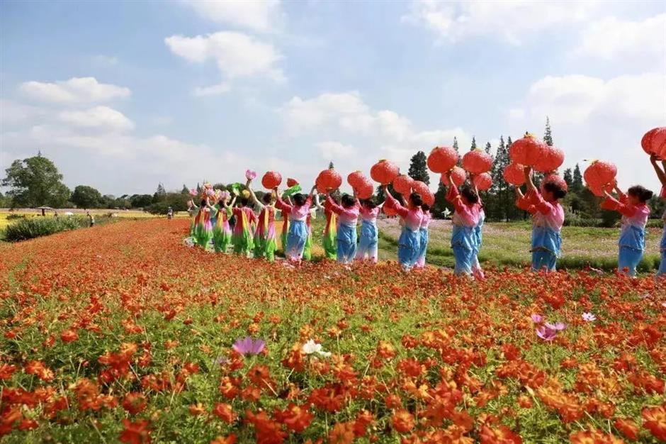 花燈映落照·花海共潮生，朱涇花燈會帶你解鎖秋日浪漫。