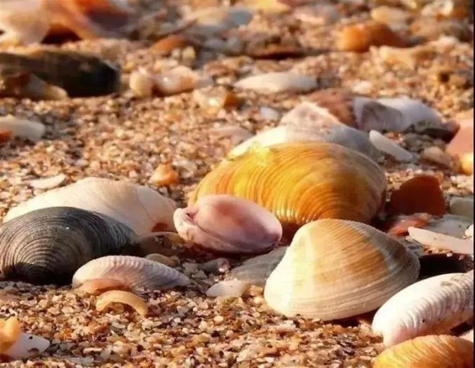 節氣之美 | 寒露驚秋晚，朝看菊漸黃