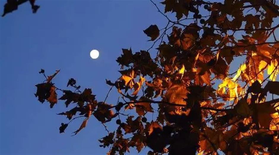 節氣之美 | 寒露驚秋晚，朝看菊漸黃