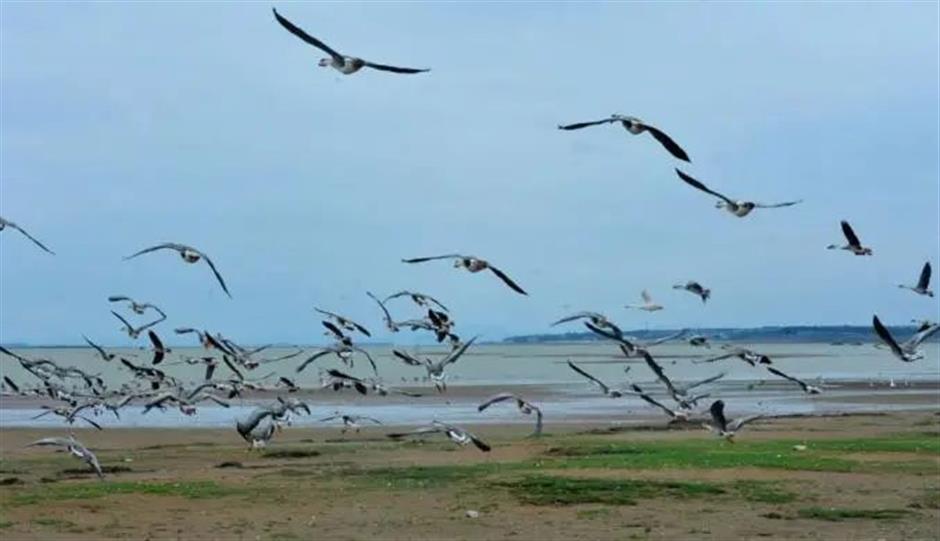 節氣之美 | 寒露驚秋晚，朝看菊漸黃