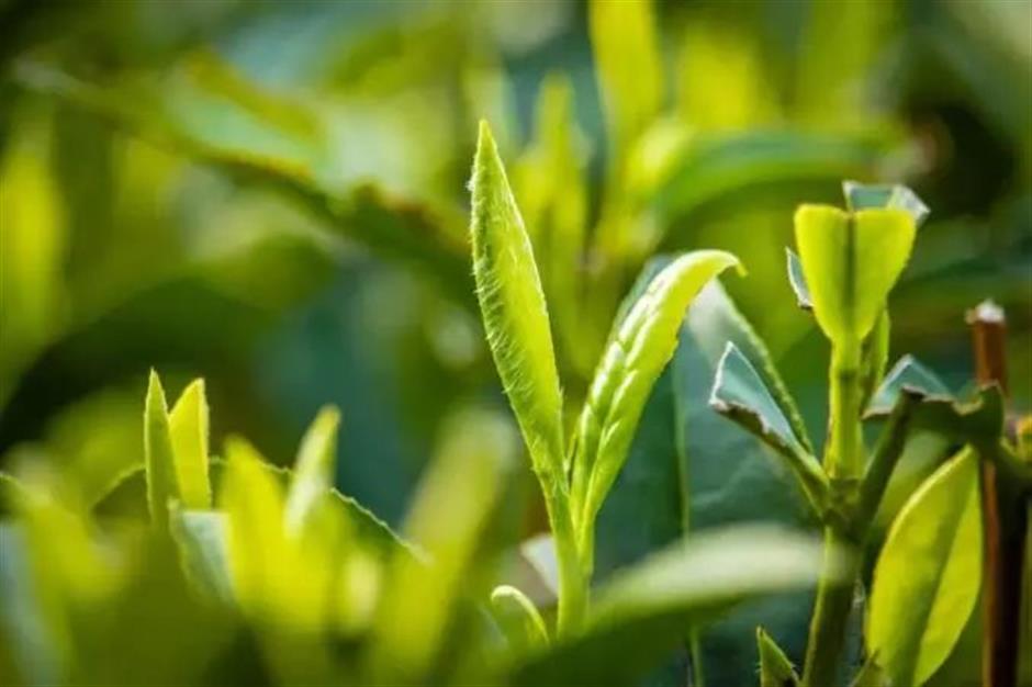 節氣之美 | 寒露驚秋晚，朝看菊漸黃