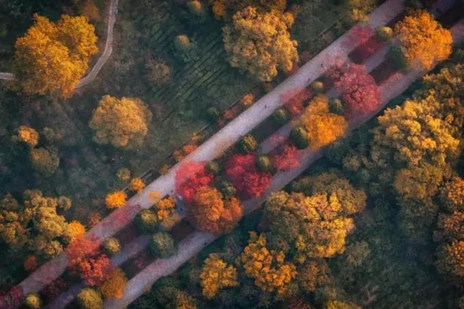 節氣之美 | 寒露驚秋晚，朝看菊漸黃