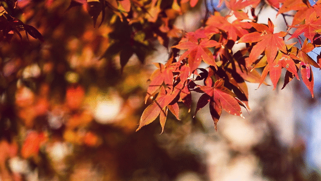秋色无限好,去沪上南郊拍美美的古风大片吧