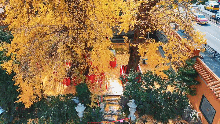 秋色无限好,去沪上南郊拍美美的古风大片吧