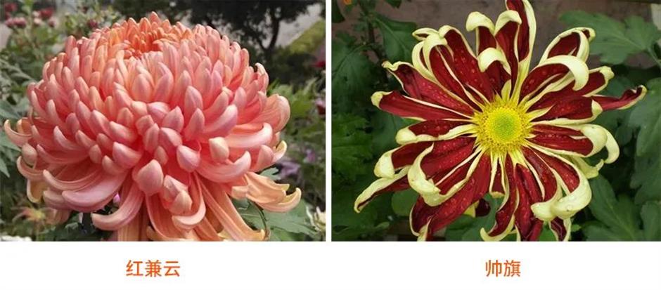 清秋赏菊,霜华傲立,无憾绽放 | 非遗新体验