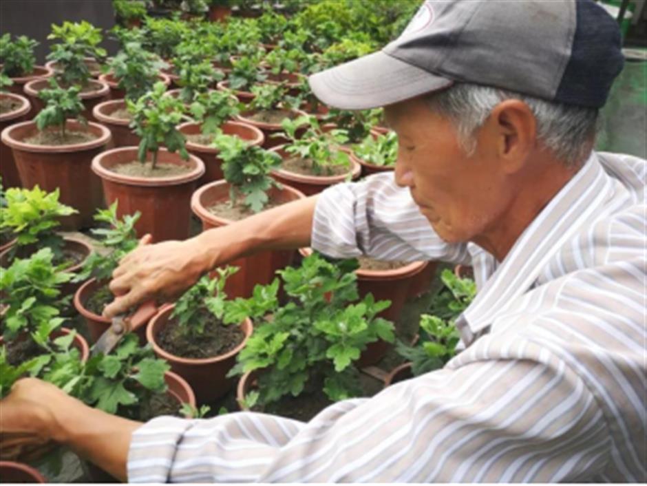 清秋赏菊,霜华傲立,无憾绽放 | 非遗新体验