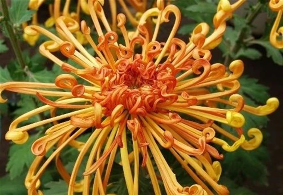 清秋赏菊,霜华傲立,无憾绽放 | 非遗新体验