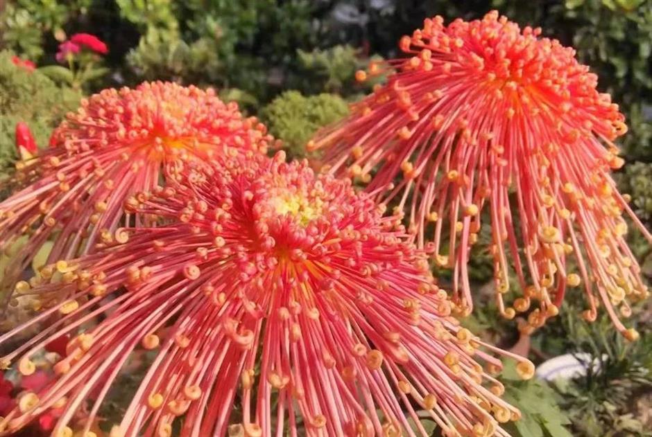 清秋赏菊,霜华傲立,无憾绽放 | 非遗新体验