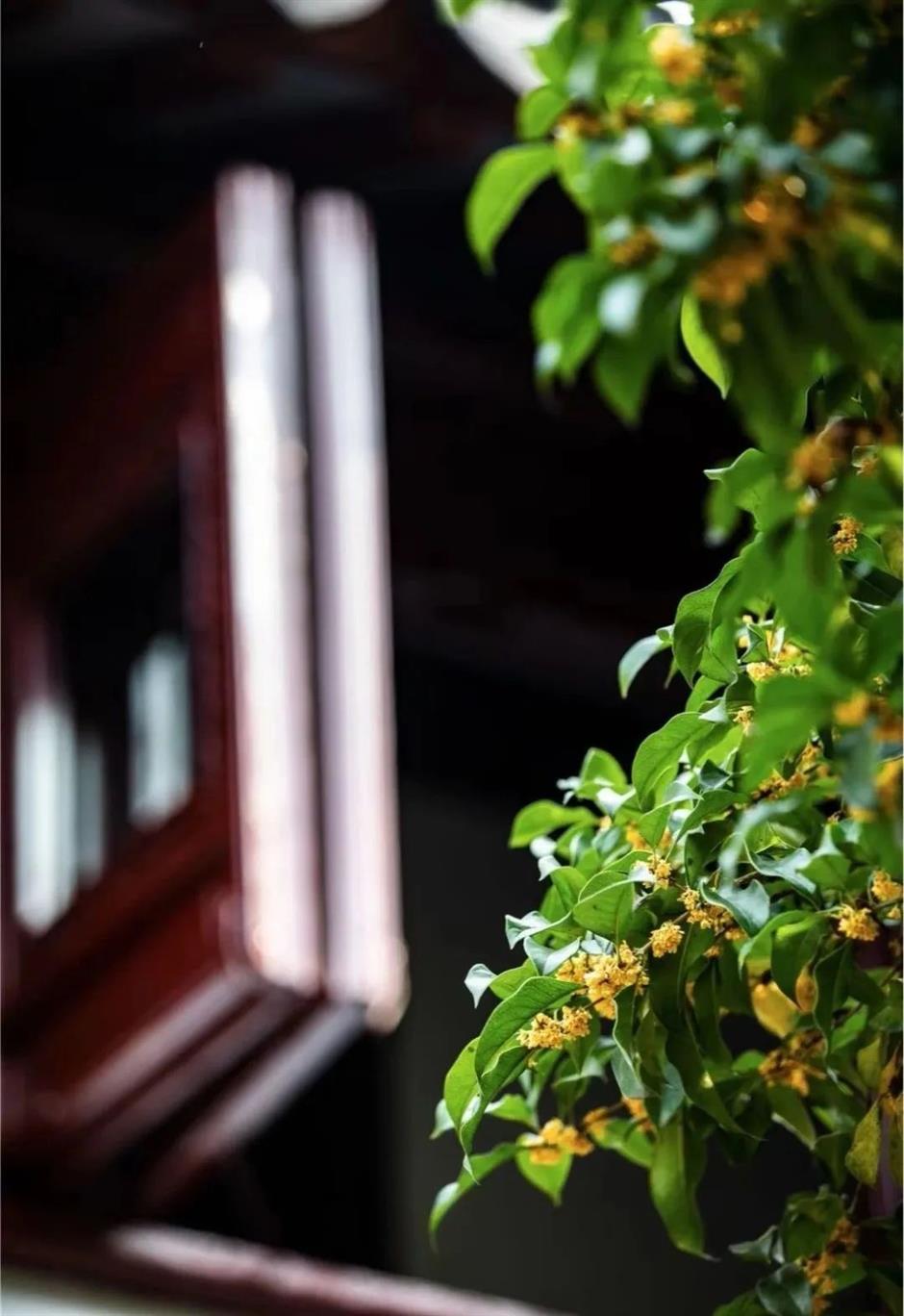 在上海这些古典园林寻秋赏桂,仪式感满满