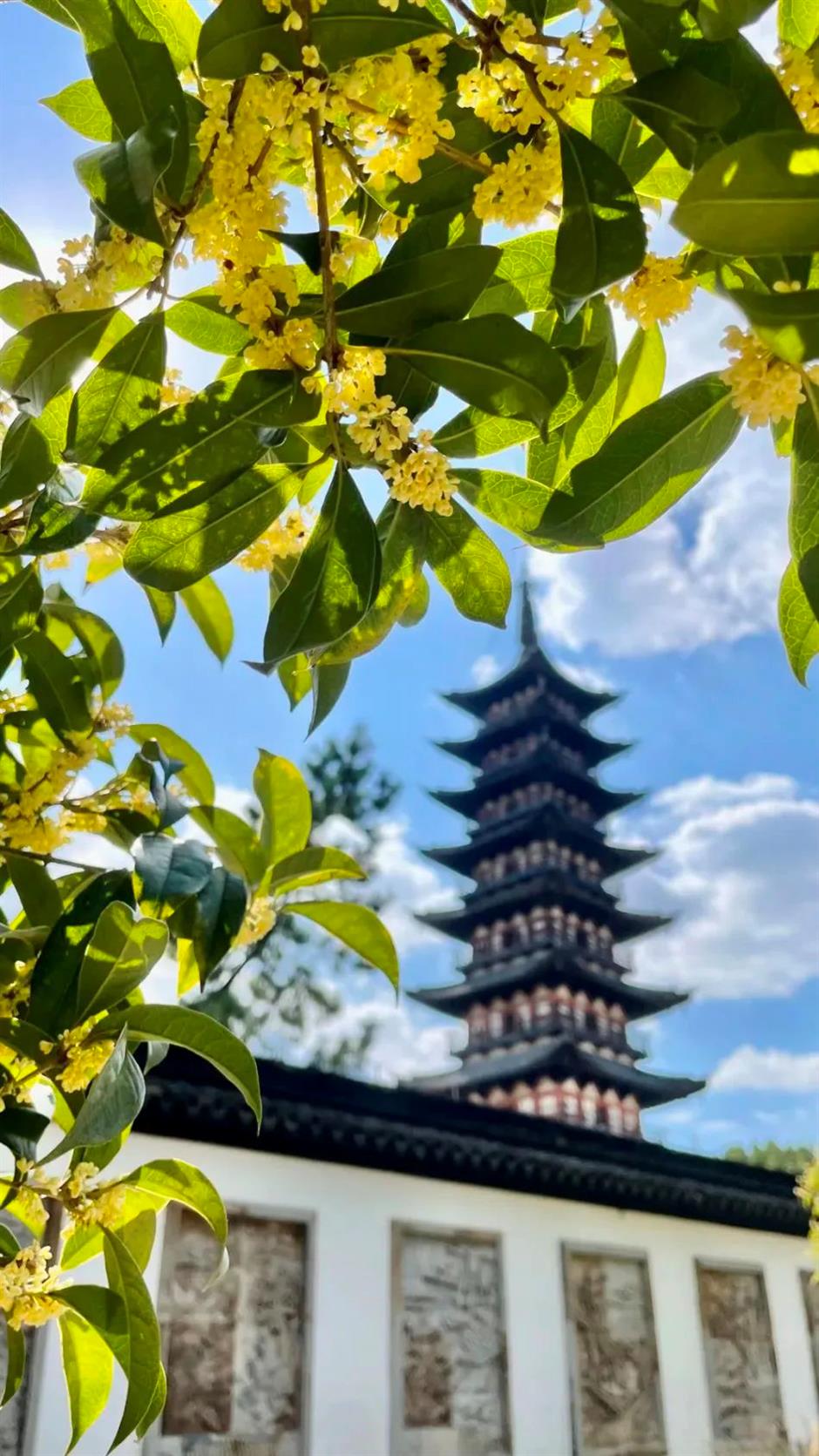 在上海这些古典园林寻秋赏桂,仪式感满满