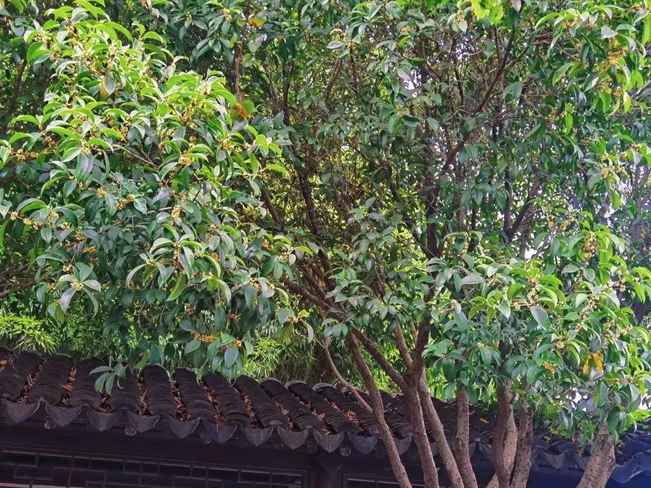 在上海这些古典园林寻秋赏桂,仪式感满满