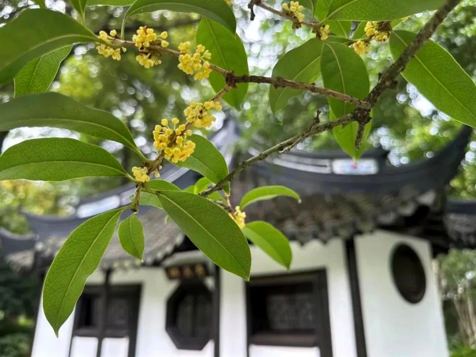 在上海这些古典园林寻秋赏桂,仪式感满满