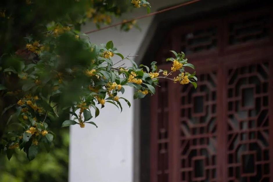 在上海这些古典园林寻秋赏桂,仪式感满满