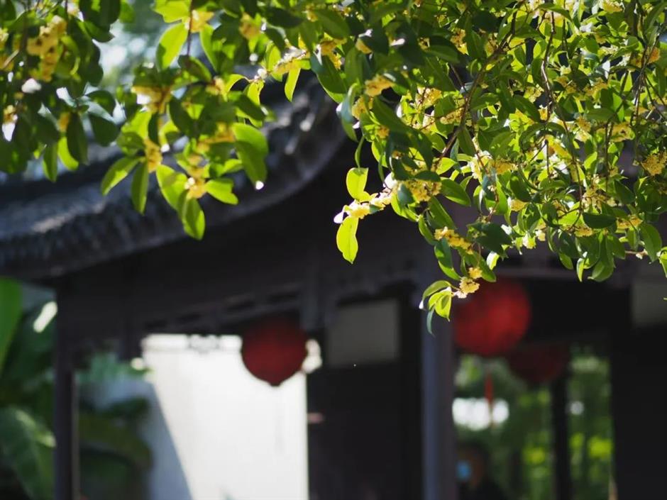 在上海这些古典园林寻秋赏桂,仪式感满满